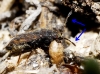 Stygnocoris cf. similis Stygnocoris cf. similis