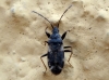 Taphropeltus andrei