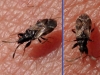 Taphropeltus contractus