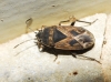 Trapezonotus sp.