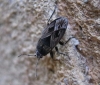 Trapezonotus arenarius