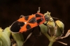 Tropidothorax leucopterus