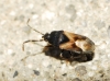 Tropistethus holosericeus