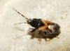 Tropistethus holosericeus