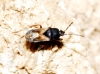 Tropistethus holosericeus