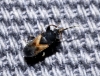 Tropistethus holosericeus