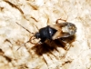 Tropistethus holosericeus