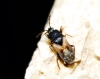 Tropistethus holosericeus