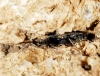 Tropistethus holosericeus