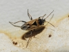 Xanthochilus quadratus