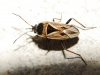 Xanthochilus quadratus