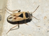 Xanthochilus quadratus