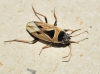 Xanthochilus quadratus