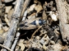 Xanthochilus quadratus