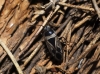 Xanthochilus saturnius