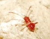 aff. Notochilus sp.