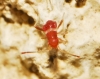 aff. Notochilus sp.