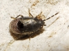 aff. Stygnocoris sp.