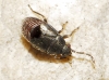aff. Stygnocoris sp.