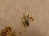 Adelphocoris lineolatus