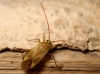 Adelphocoris lineolatus