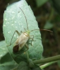 Adelphocoris cf. quadripunctatus