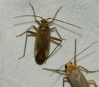Adelphocoris lineolatus