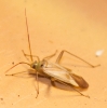 Adelphocoris lineolatus