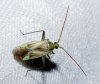 Adelphocoris lineolatus