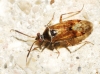 Alloeotomus sp.