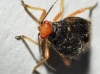 Bothynotus pilosus