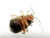 Bothynotus pilosus
