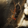 Bothynotus pilosus