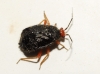 Bothynotus pilosus