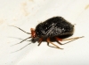 Bothynotus pilosus