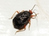 Bothynotus pilosus