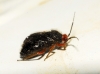 Bothynotus pilosus