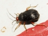 Bothynotus pilosus