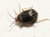 Bothynotus pilosus
