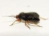 Bothynotus pilosus