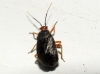 Bothynotus pilosus