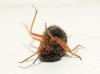 Bothynotus pilosus
