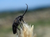 Brachycoleus triangularis