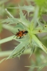 Brachycoleus triangularis