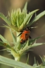 Brachycoleus triangularis