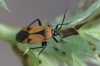 Brachycoleus triangularis