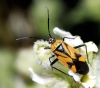 Brachycoleus triangularis