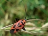 Calocoris nemoralis