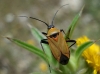 Calocoris nemoralis