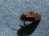 Camptozygum aequale